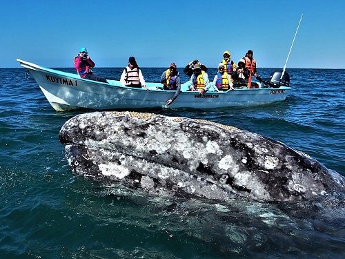 Paseo por Mexico Avistamiento de ballenas en La Paz