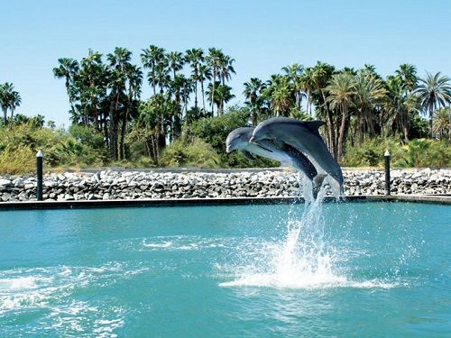 Paseo por Mexico Nado Con Delfines en Los Cabos