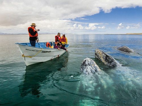 Paseo por Mexico Santuario de las ballenas en Mulegé
