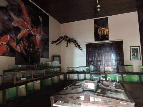 Paseo por Mexico Museo de Bichos e Insectos de San Cristóbal de las Casas