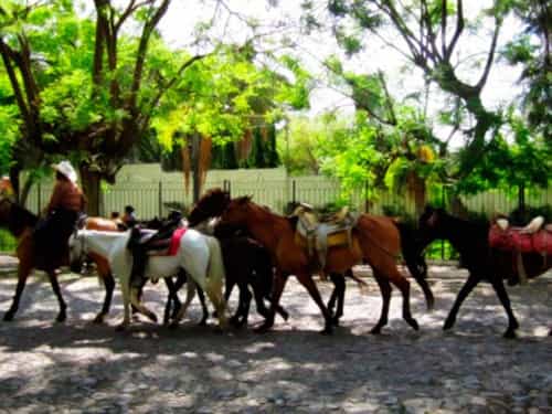 Paseo por Mexico Paseos a Caballo en Ajijic, Chapala