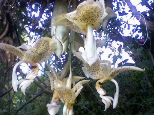 Paseo por Mexico Orquídeas de Naupan