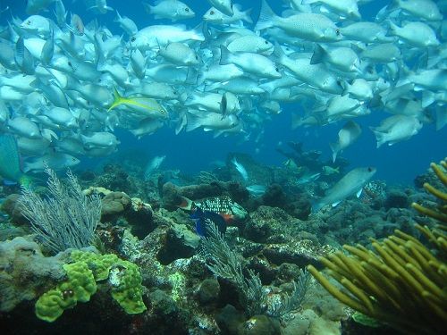 Paseo por Mexico Arrecife Manchones en Isla Mujeres