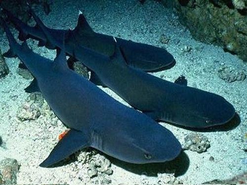 Paseo por Mexico Cueva de los tiburones dormidos en Isla Mujeres