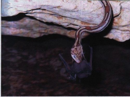 Paseo por Mexico Cueva de las Serpientes Kantemó en José María Morelos